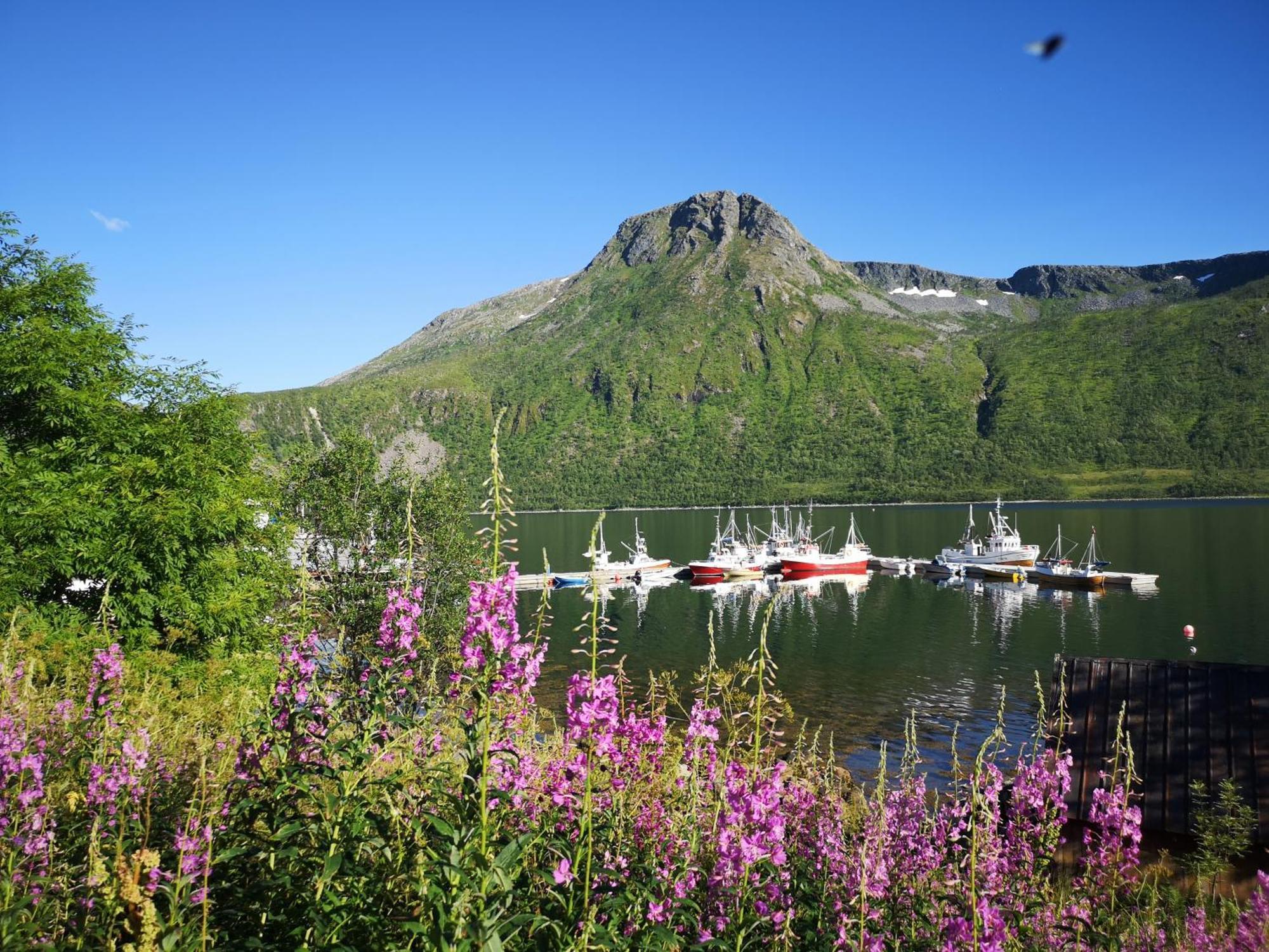Ferrytale, Cozy, Spacious House On Senja Gryllefjord Dış mekan fotoğraf